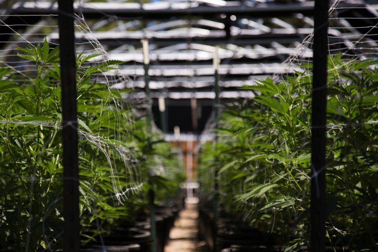 sativa and indica cultivation